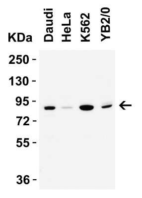 Western Blot: IFI16 AntibodyBSA Free [NBP3-18336]