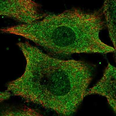 Immunocytochemistry/ Immunofluorescence: IFI35 Antibody [NBP2-58698]