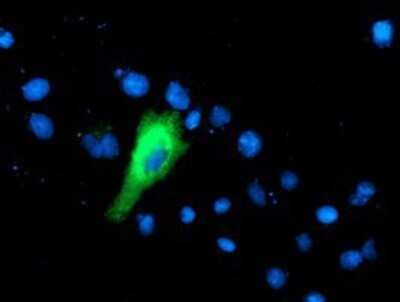 Immunocytochemistry/ Immunofluorescence: IFI35 Antibody (OTI1C9) - Azide and BSA Free [NBP2-71004]