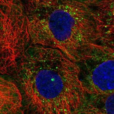Immunocytochemistry/ Immunofluorescence: IFIT3 Antibody [NBP2-32500]