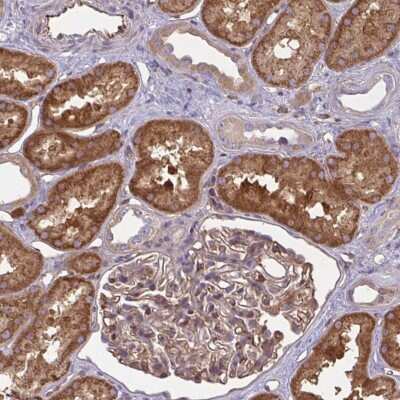 Immunohistochemistry-Paraffin: IFIT3 Antibody [NBP2-32500]