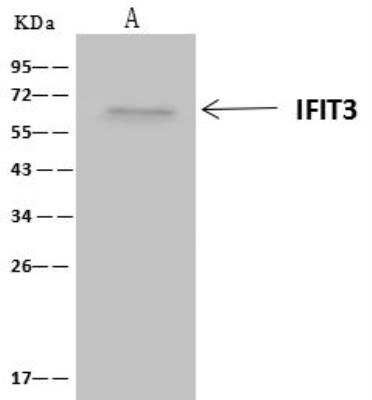 Immunoprecipitation: IFIT3 Antibody [NBP3-12668]