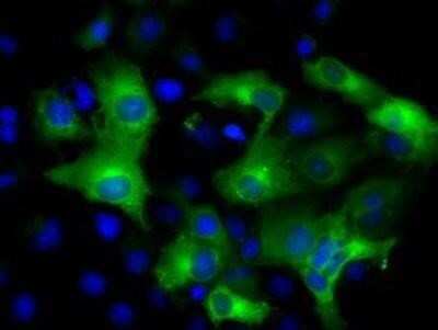 Flow Cytometry: IFIT3 Antibody (OTI1G1) - Azide and BSA Free [NBP2-71006]
