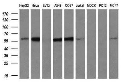 Western Blot: IFIT3 Antibody (OTI1G1)Azide and BSA Free [NBP2-71006]