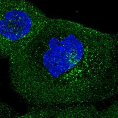 Immunocytochemistry/ Immunofluorescence: IFIT5 Antibody [NBP2-56869]