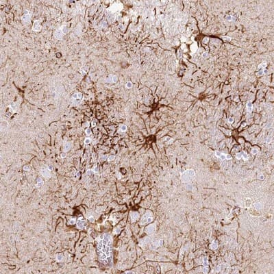 Immunohistochemistry-Paraffin: IFIT5 Antibody [NBP1-87132]