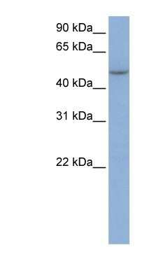 Western Blot: IFIT5 Antibody [NBP1-58887]
