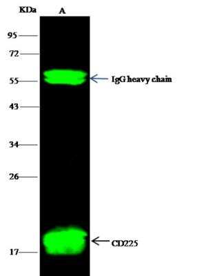 Immunoprecipitation: IFITM1 Antibody (021) [NBP2-89230]