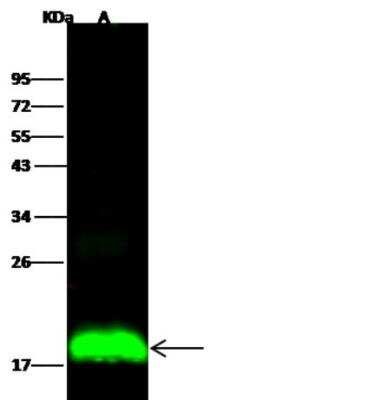 Western Blot: IFITM1 Antibody (021) [NBP2-89230]