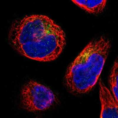 Immunocytochemistry/ Immunofluorescence: IFITM1 Antibody [NBP1-89345]