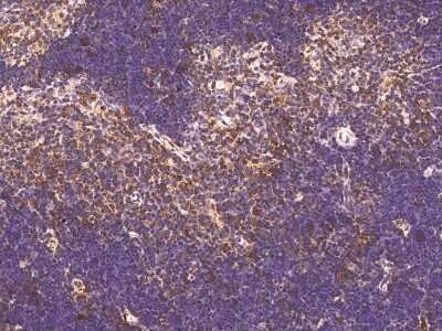 Immunohistochemistry-Paraffin: IFITM1 Antibody [NBP2-99105]