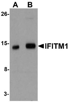 Western Blot: IFITM1 AntibodyBSA Free [NBP1-77171]