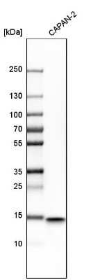 Western Blot: IFITM1 Antibody [NBP1-89345]