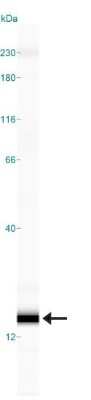 Simple Western: IFITM3/Fragilis Antibody [NB600-1534]