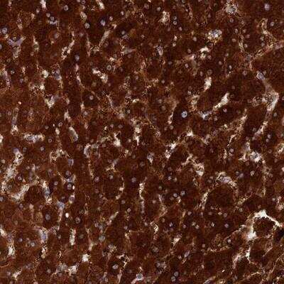 Immunohistochemistry-Paraffin: IFLTD1 Antibody [NBP1-92017]