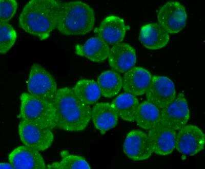 Immunocytochemistry/ Immunofluorescence: IFN-alpha 1 Antibody [NBP2-75930]