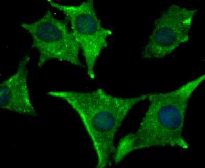 Immunocytochemistry/ Immunofluorescence: IFN-alpha 1 Antibody [NBP2-75930]