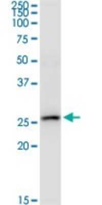 Western Blot: IFN-alpha 2 Antibody (2C10) [H00003440-M36]