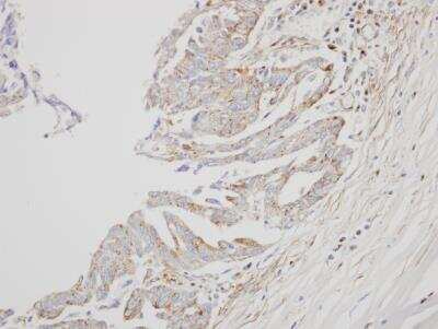 Immunohistochemistry-Paraffin: IFN-alpha B2/IFN-alpha 8 Antibody [NBP1-31603]