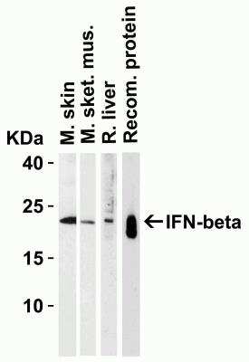 Western Blot: IFN-beta AntibodyBSA Free [NBP1-77288]