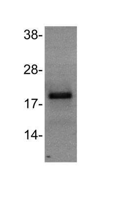 Western Blot: IFN-gamma Antibody (43-11) [NBP2-31044]