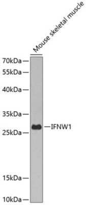 Western Blot: IFN-omega/IFNW1 AntibodyBSA Free [NBP3-03585]