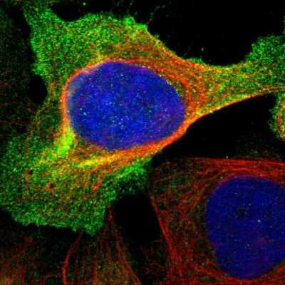 Immunocytochemistry/ Immunofluorescence: IFRD1 Antibody [NBP1-87327]