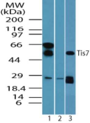 Western Blot: IFRD1 Antibody [NBP2-24679]