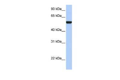 Western Blot: IFRD1 Antibody [NBP2-85090]