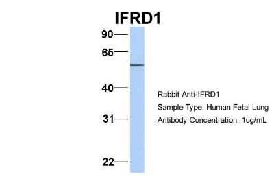 Western Blot: IFRD1 Antibody [NBP2-85090]