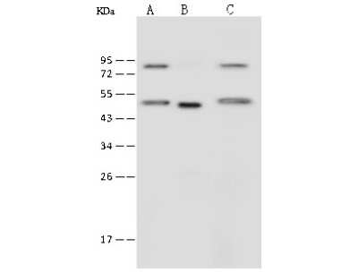 Western Blot: IFRD1 Antibody [NBP2-99593]
