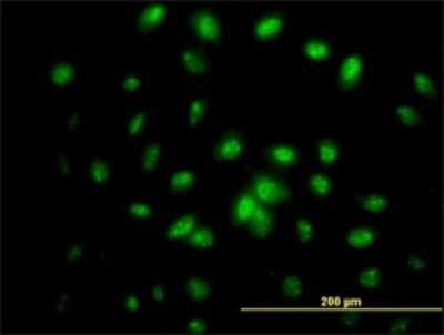 Immunocytochemistry/ Immunofluorescence: IFRD2 Antibody (1A4-1G1) [H00007866-M01]