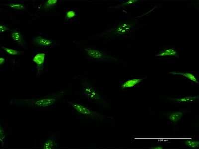 Immunocytochemistry/ Immunofluorescence: IFRD2 Antibody [H00007866-D01P]