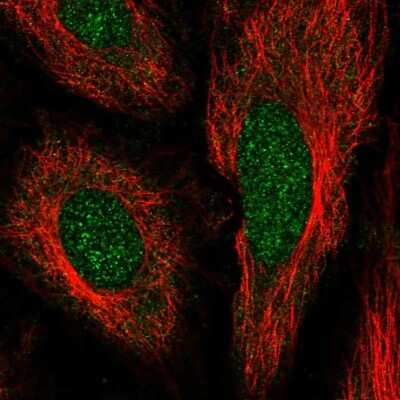 Immunocytochemistry/ Immunofluorescence: IFRD2 Antibody [NBP2-57153]