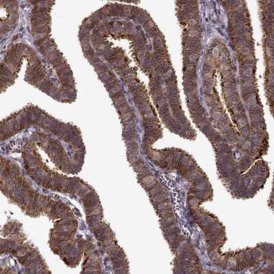Immunohistochemistry-Paraffin: IFRD2 Antibody [NBP2-57153]
