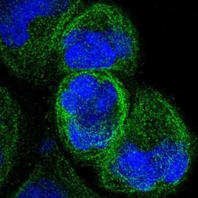 Immunocytochemistry/ Immunofluorescence: IFT43 Antibody [NBP1-92019]