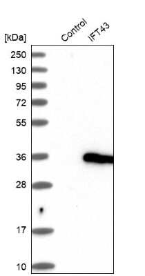 Western Blot: IFT43 Antibody [NBP1-92019]