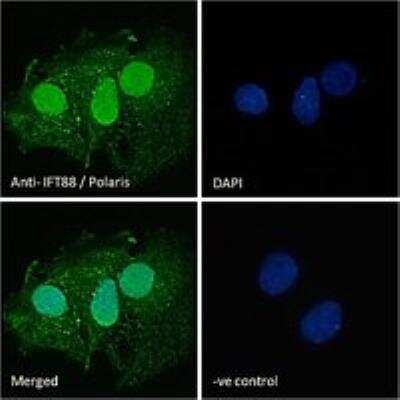 Immunocytochemistry/ Immunofluorescence: IFT88 Antibody [NB100-2475]