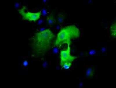 Immunocytochemistry/ Immunofluorescence: IGBP1 Antibody (OTI4F6) - Azide and BSA Free [NBP2-71009]