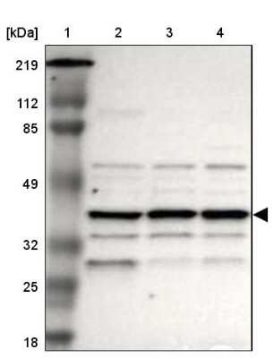 Western Blot: IGBP1 Antibody [NBP1-83126]