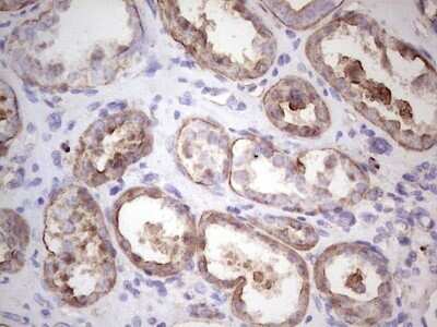 Immunohistochemistry: IGF-I/IGF-1 Antibody (OTI4B12) - Azide and BSA Free [NBP2-71010]
