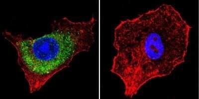 Immunocytochemistry/ Immunofluorescence: IGF-II R/IGF2R Antibody (2G11) - Azide and BSA Free [NBP2-80785]