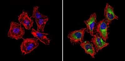 Immunocytochemistry/ Immunofluorescence: IGF-II R/IGF2R Antibody [NB100-74387]