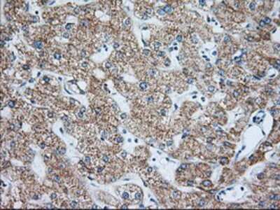Immunohistochemistry-Paraffin: IMP2/IGF2BP2 Antibody (OTI3F9) [NBP2-02627]
