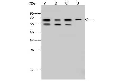 Western Blot: IGF2BP3 Antibody [NBP2-97506]