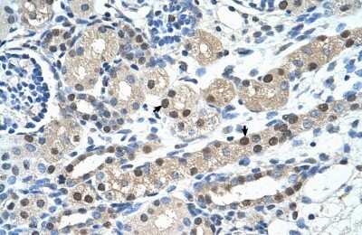Immunohistochemistry-Paraffin: IGSF1 Antibody [NBP1-59109]