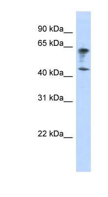 Western Blot: VSIG3/IGSF11 Antibody [NBP1-59503]