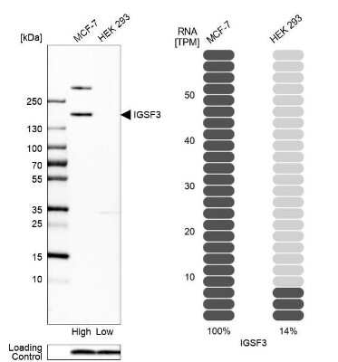 Western Blot: IGSF3 Antibody [NBP2-38292]