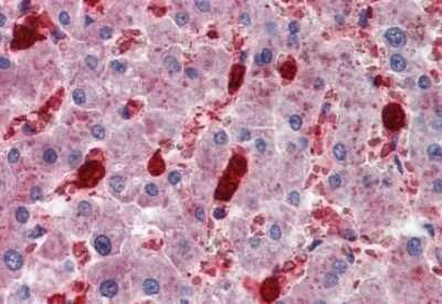 Immunohistochemistry-Paraffin: IGSF4C/SynCAM4 Antibody [NB100-93383]
