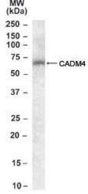 Western Blot: IGSF4C/SynCAM4 Antibody [NBP1-00164]